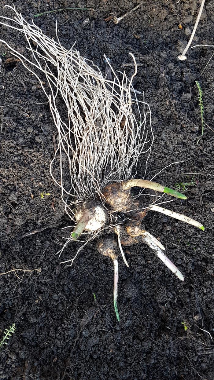 Sprouting corms