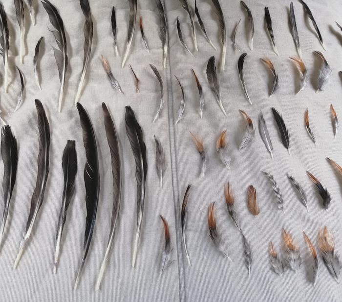 feathers drying for use