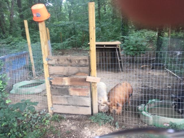 KuneKune