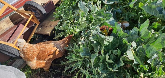 chickens eating brassicas