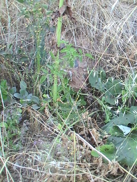 This tree was testimony to how well tree grow accompanied by other plants