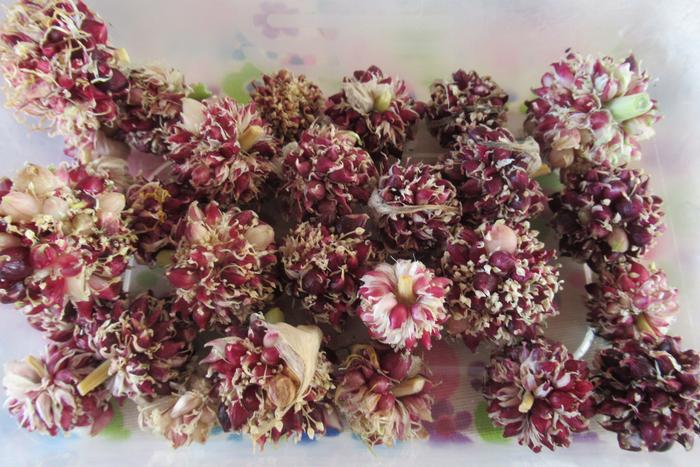 Photo of (cut) garlic flowers