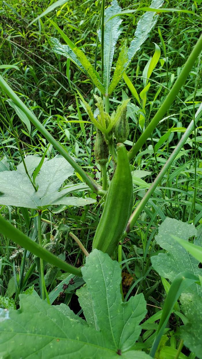 Okra!
