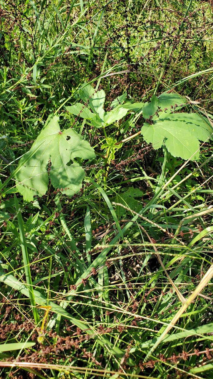Okra is one tough plant!