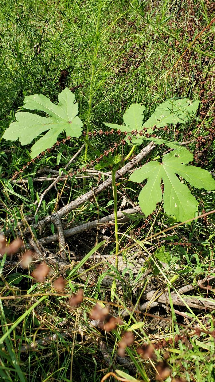 Big okra leaves