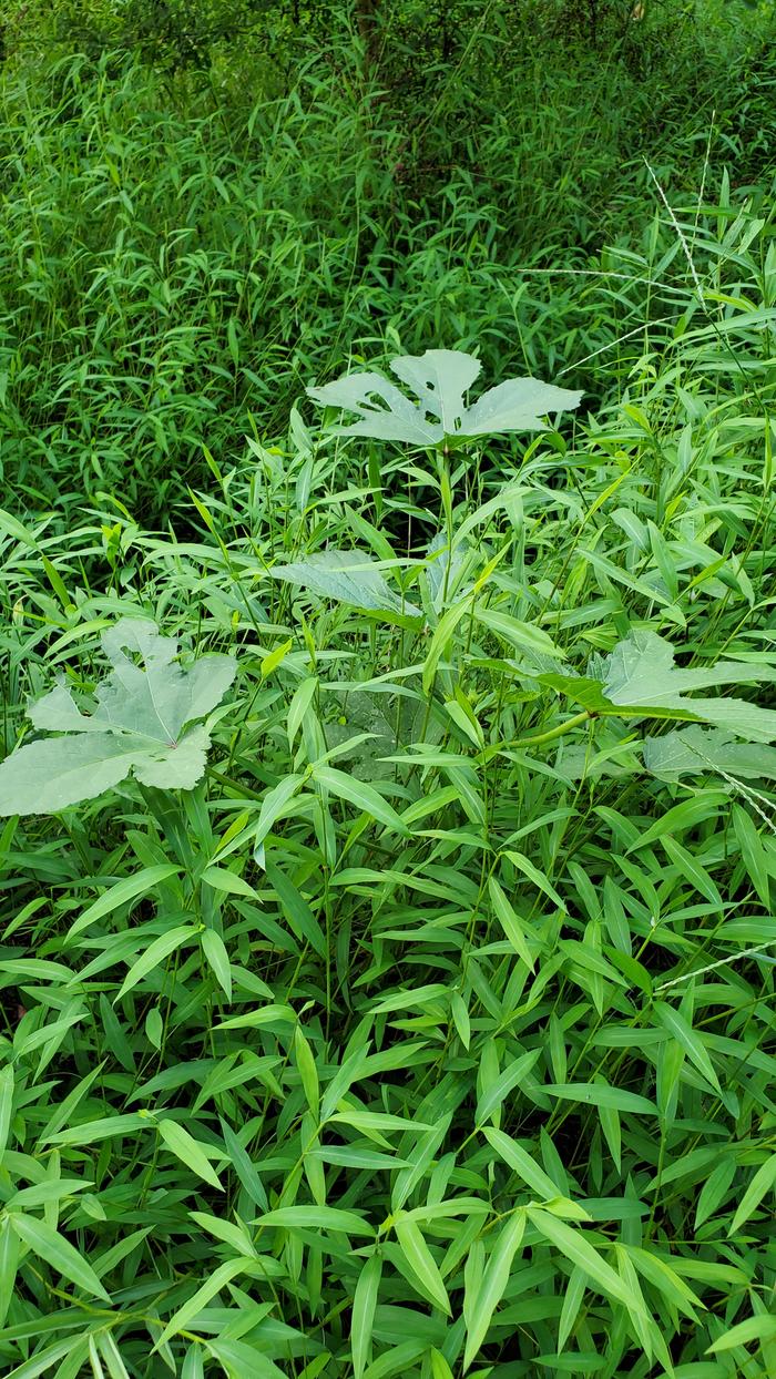 Okra surrounded by groundcover