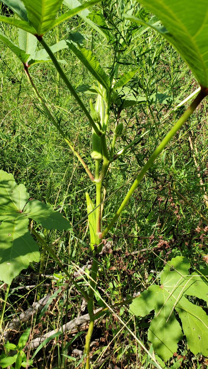 So many okra!