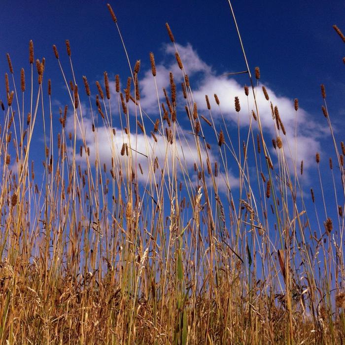 cattails