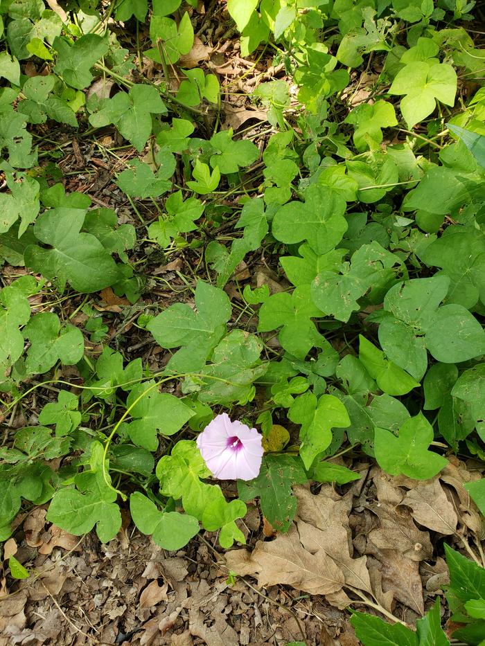 There's a decent amount of this vining plant. It has those little flowers sporadically about it. It has sprawled out of the area and toward the grass now