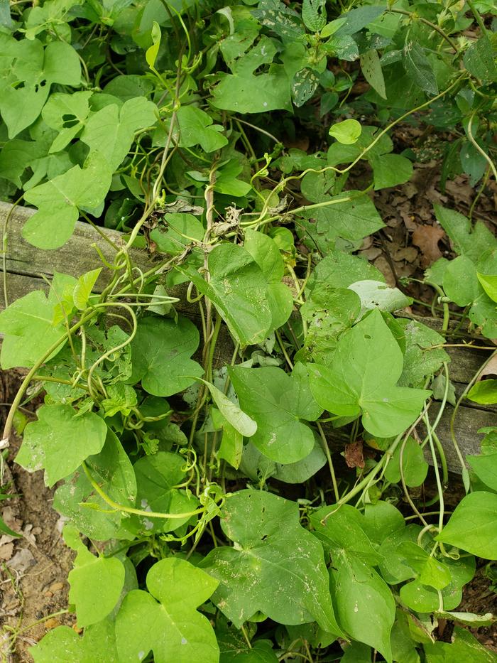 Another picture of the vine plant