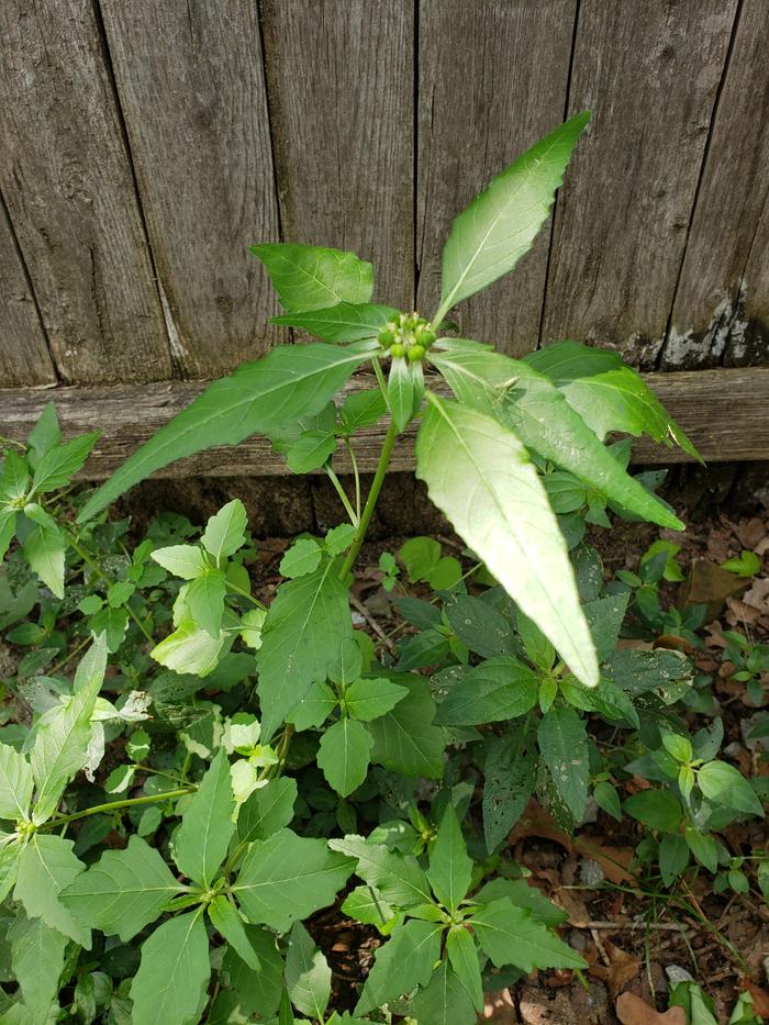 Spikey leaves, has some sort or clustered little buildings happening at the top