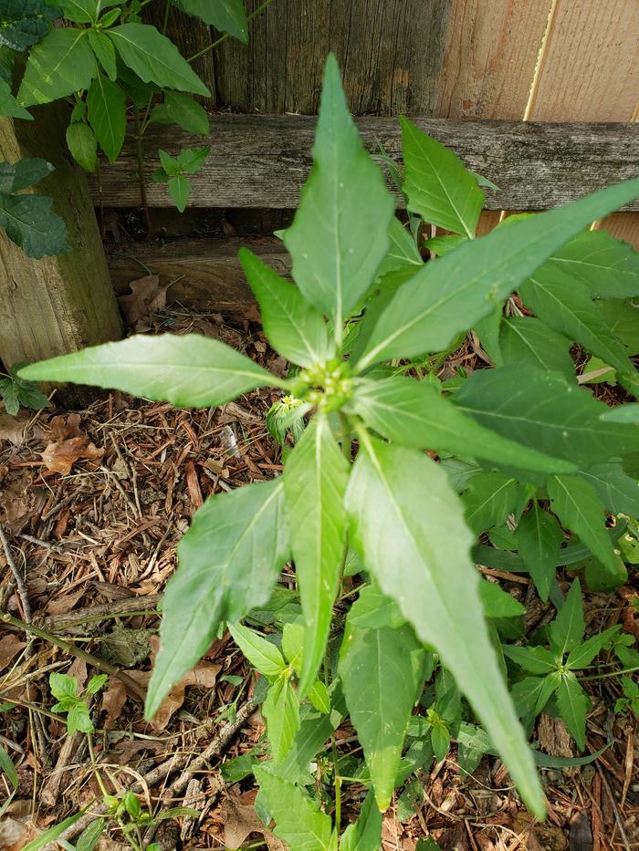 Another pic of the spikey leaf plant