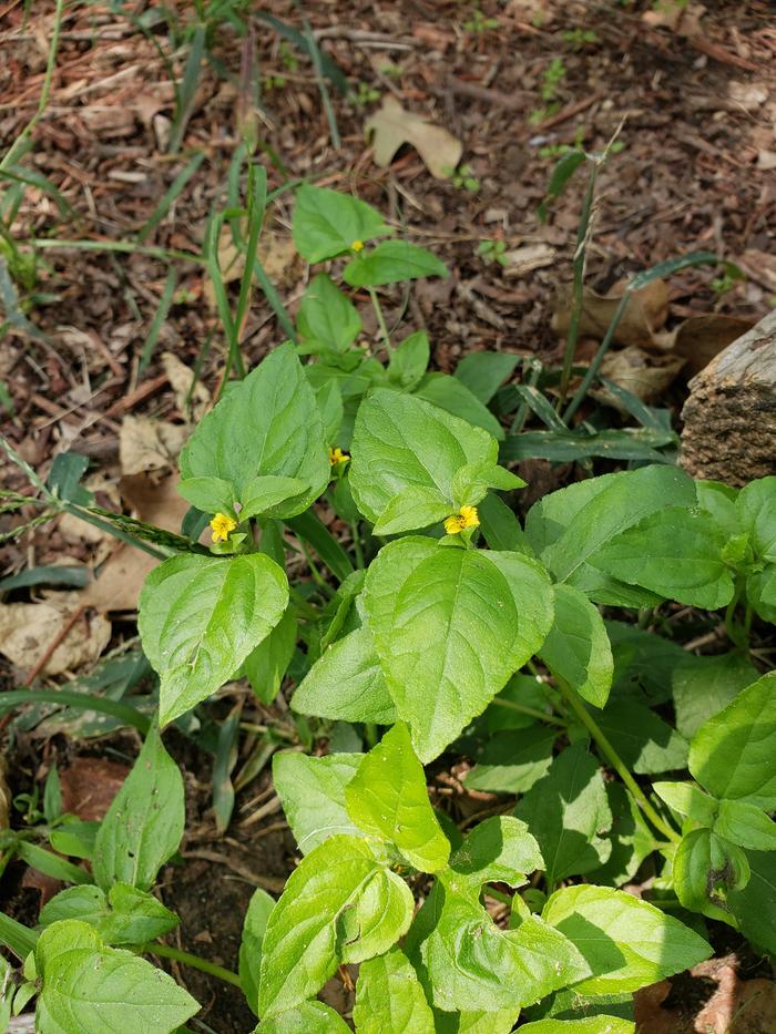 There is also a decent amount of this. It seems to have spread all the way through the grass and to the tree. It has what look like little yellow flowers growing?