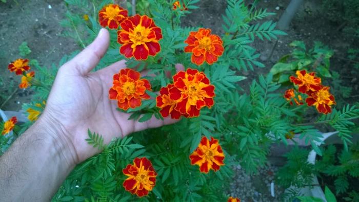 marigold flowers