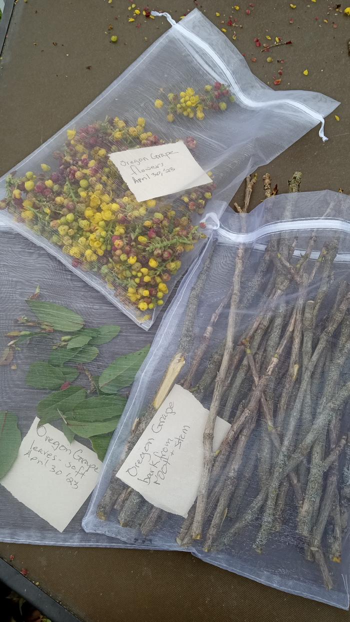 Fresh oregon grape stems