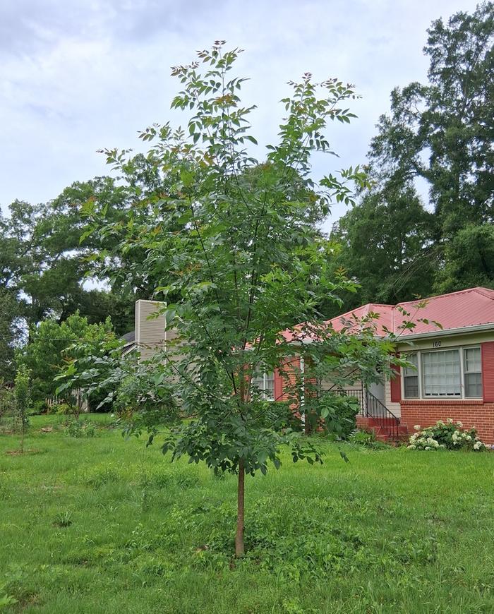 15 ft (4.5m) Pecan tree, just beginning its fifth year of growth in an old stump 