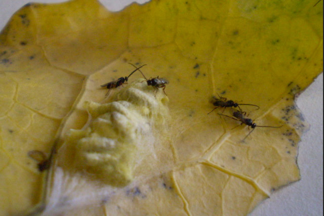 [Thumbnail for bwasp_3.jpg]