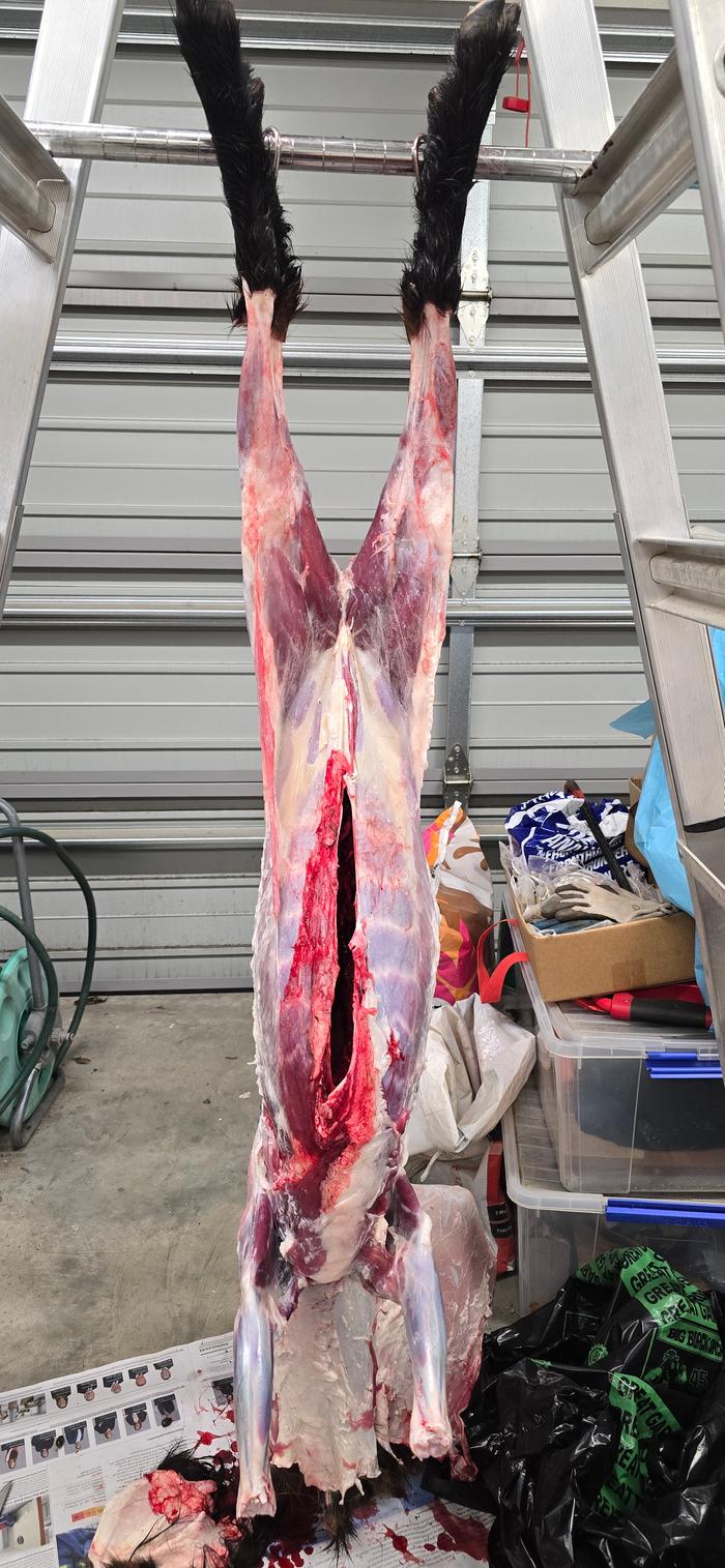 Skinning a wild goat