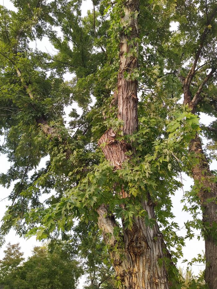 This maple clearly offended someone and needed to be punished