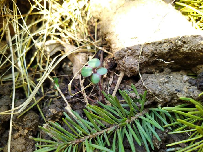 Not clover, but fun anyways