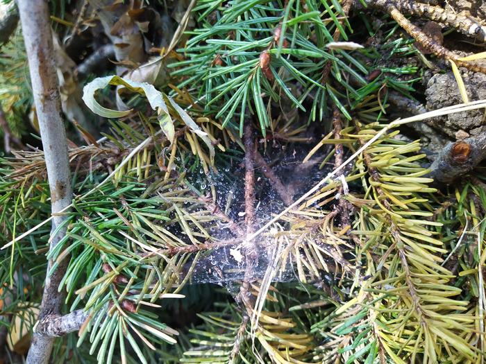 a spiderweb in fir branches