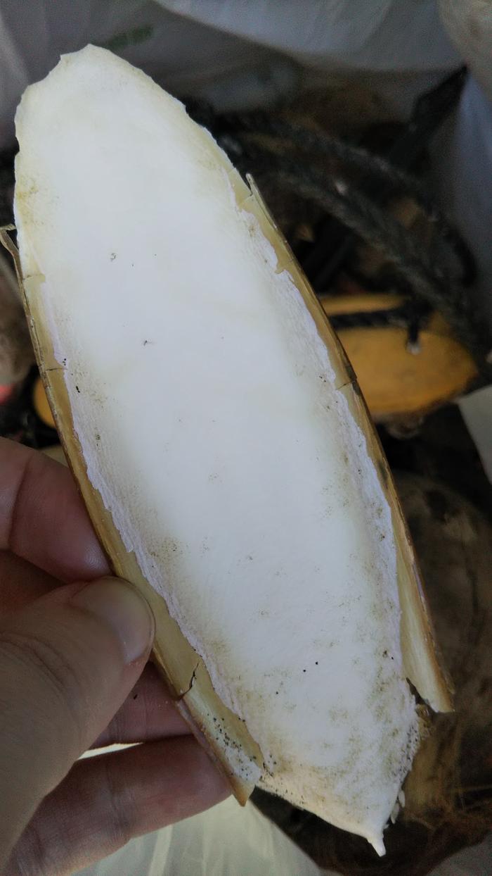 Cuttlebone found beachcombing