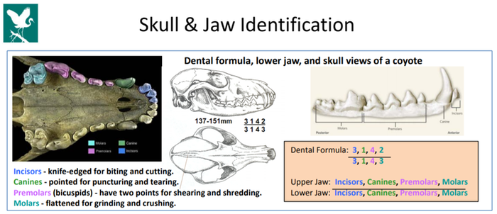 dental formula for skull identification