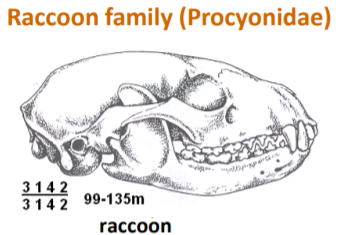 raccoon skull 