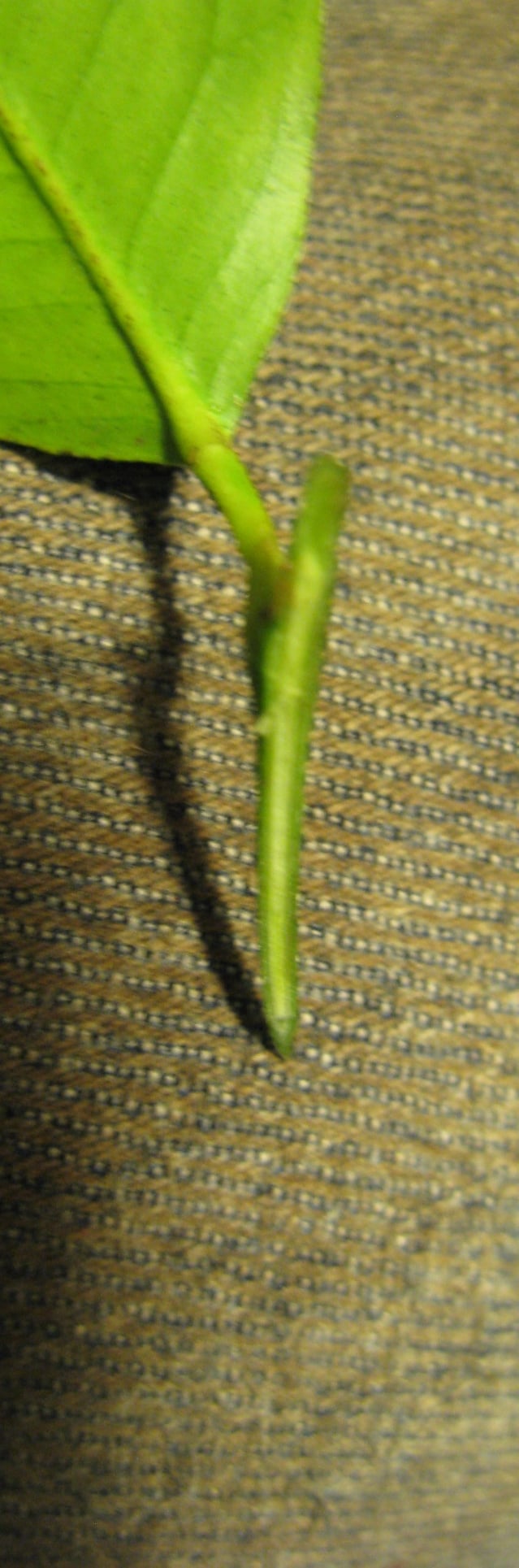 slice of a bud with your cleaned razor knife.