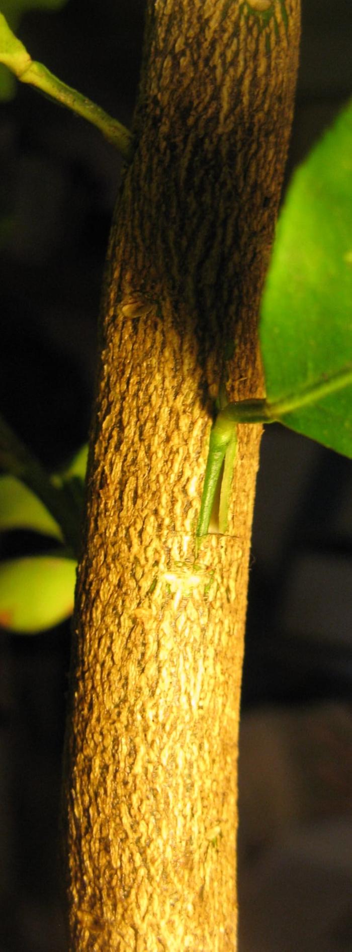 Insert the bud into the trunk slit.