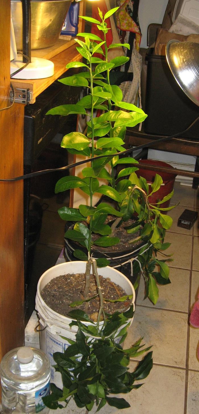 Seville sour orange with New zealand lemonade scion getting 8 hours of lamp light after the sunset. The main trunk is in relative darkness to encourage the tree to put its resource in the fruiting quality new growth.