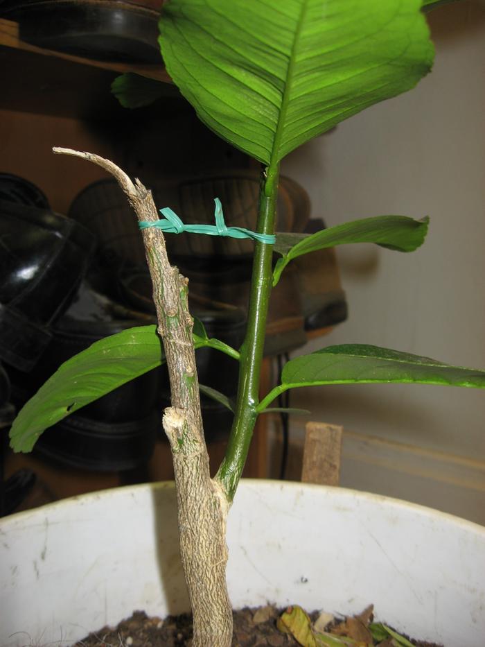 New growth splits easily from the trunk. The cable is to prevent splitting while the tree is quit vulnerable.