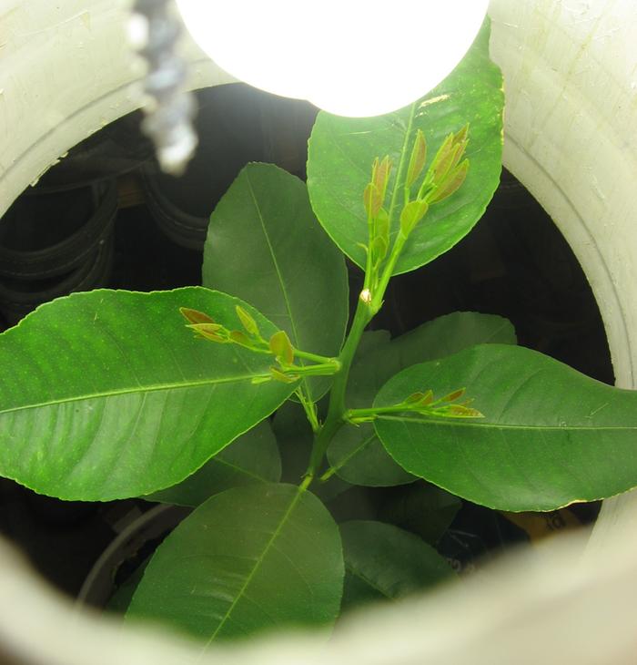 A good view of the 6 growth shoots seen through a peap hole to the side of the light fixture.