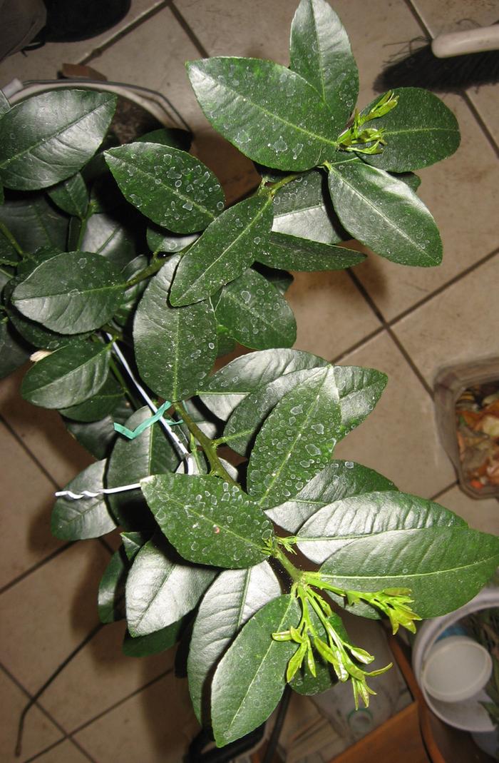 Branchlets growing on the original branches.