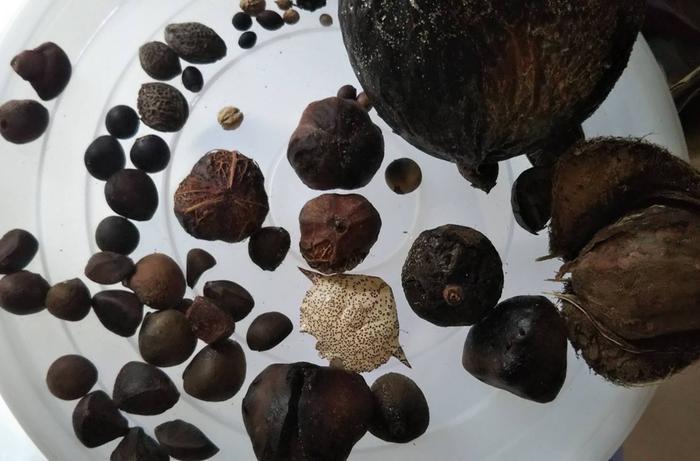 some seeds found on the beach the other day. yes, one is a crab carapace. 