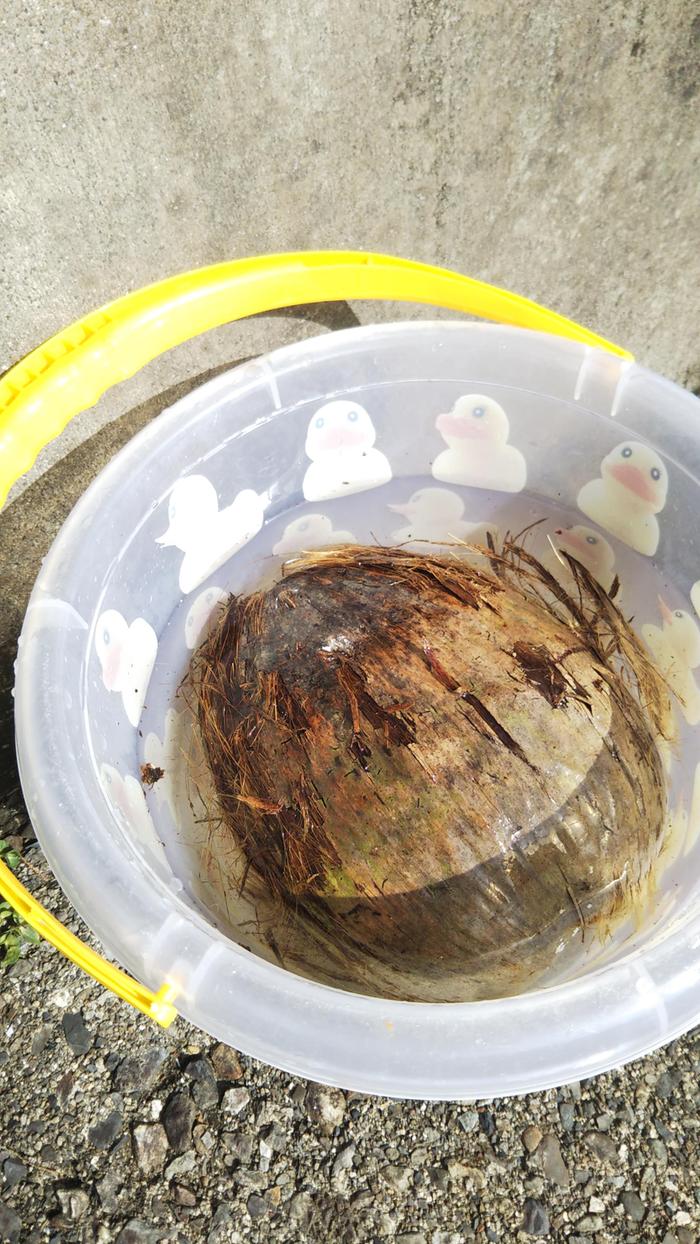 coconut having a soak before I make it up a nice sandy pot