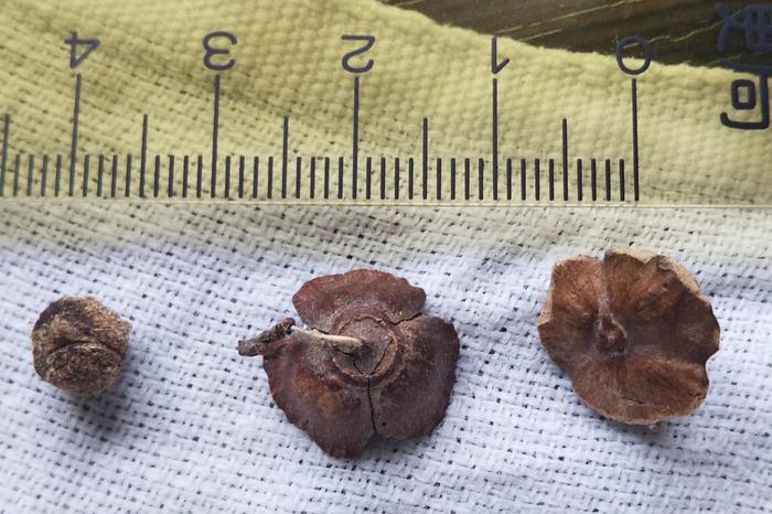 Does anyone recognize these seeds?