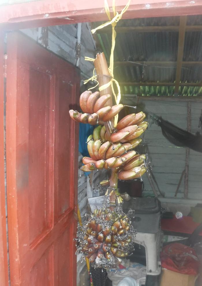 A very strange banana formation