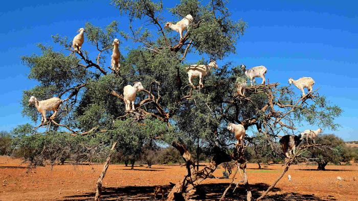 Goats I found in my tree this morning.