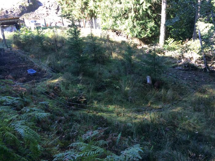 pigs in new area, they are bottom right under a hemlock tree