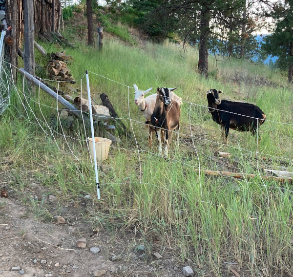 previous paddock with animals