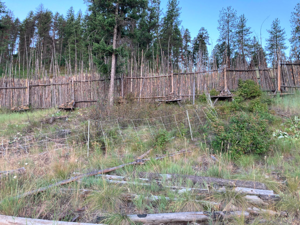 old paddock with fence on left - new paddock on right