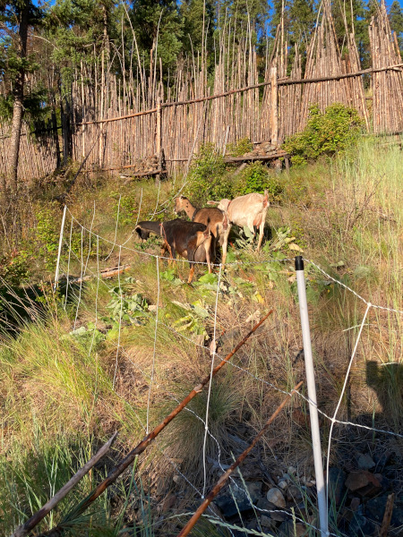 animals in new paddock