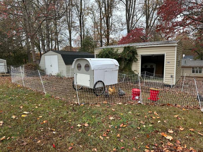 Here's our chickens in the old paddock