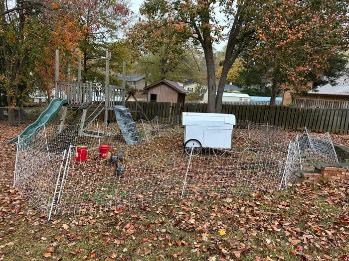 Here's our chickens in the new area and much happier now that then get new bugs to eat!