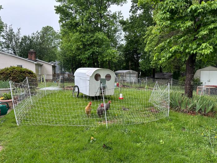 chickens and coop in new paddock