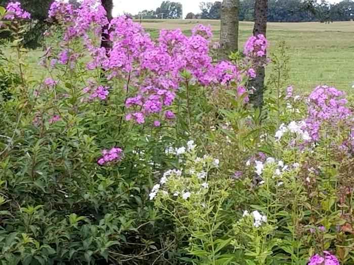 phlox- summer