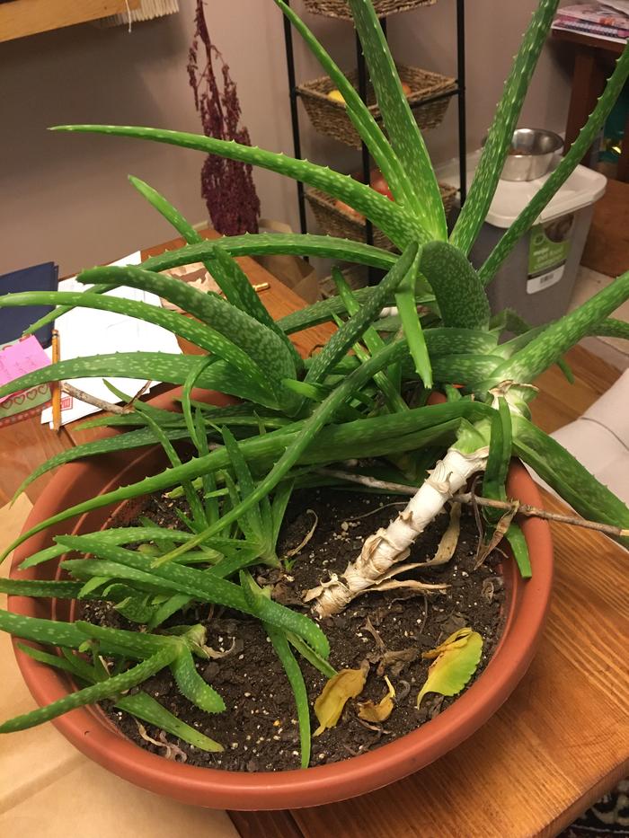 aloe plant in pot