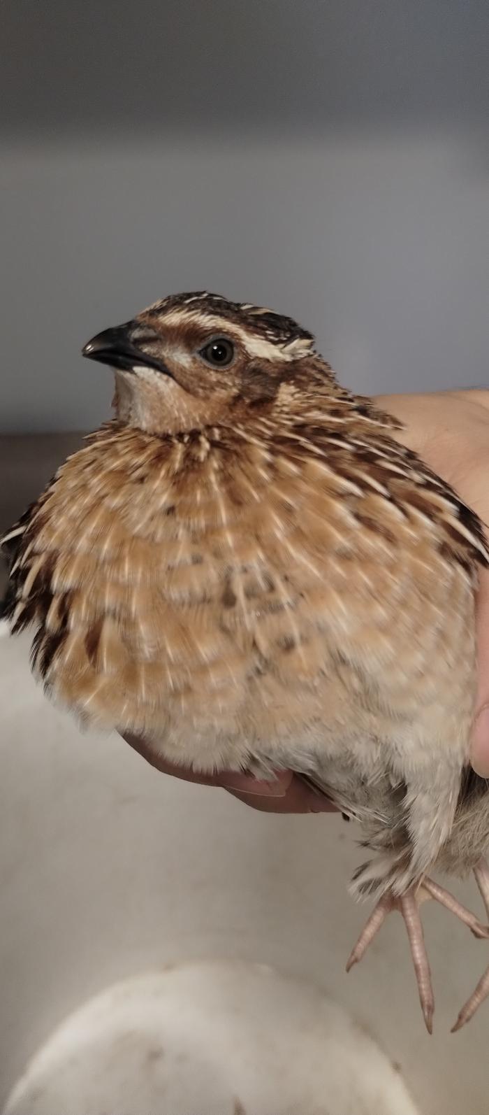 live quail
