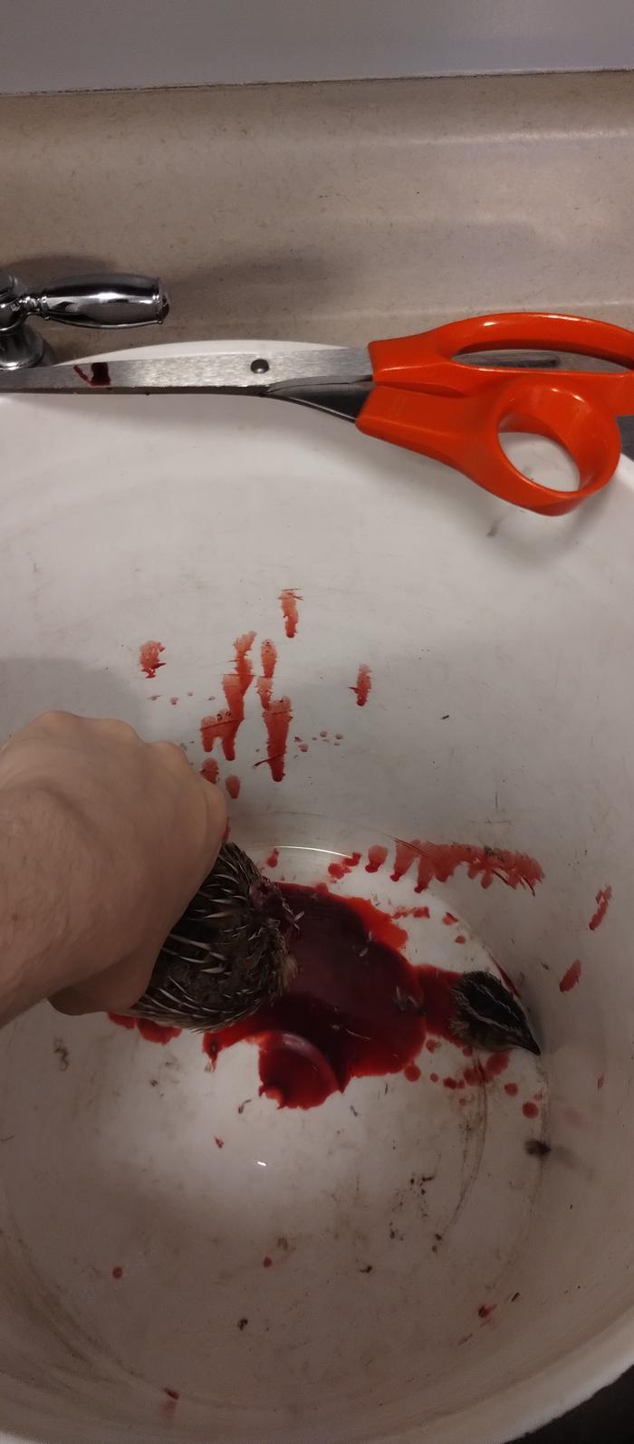 head removed with scissors